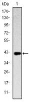 Killer Cell Lectin Like Receptor D1 antibody, GTX60405, GeneTex, Western Blot image 