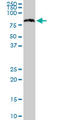 Signal Recognition Particle 68 antibody, LS-C198264, Lifespan Biosciences, Western Blot image 