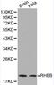 Ras Homolog, MTORC1 Binding antibody, LS-C192419, Lifespan Biosciences, Western Blot image 