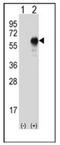 Oncoprotein Induced Transcript 3 antibody, AP52573PU-N, Origene, Western Blot image 