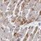 Galactose Mutarotase antibody, FNab03321, FineTest, Immunohistochemistry frozen image 