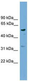 Radical S-Adenosyl Methionine Domain Containing 1 antibody, TA344874, Origene, Western Blot image 