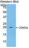 Sphingosine-1-Phosphate Receptor 5 antibody, LS-C295570, Lifespan Biosciences, Western Blot image 