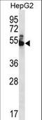 WD repeat-containing protein 85 antibody, LS-C160607, Lifespan Biosciences, Western Blot image 