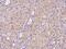60S ribosomal protein L23a antibody, 204273-T08, Sino Biological, Immunohistochemistry paraffin image 