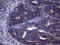 Proline-rich protein BCA3 antibody, CF808486, Origene, Immunohistochemistry frozen image 