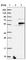 WD Repeat Domain, Phosphoinositide Interacting 2 antibody, HPA021488, Atlas Antibodies, Western Blot image 