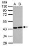 Heme Oxygenase 2 antibody, GTX105941, GeneTex, Western Blot image 