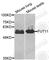 Alpha-(1,3)-fucosyltransferase 11 antibody, A5190, ABclonal Technology, Western Blot image 