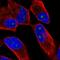 Zinc Finger Protein 136 antibody, HPA054120, Atlas Antibodies, Immunofluorescence image 