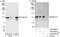 Kiaa0692 antibody, A302-964A, Bethyl Labs, Western Blot image 