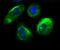 PTTG1 Regulator Of Sister Chromatid Separation, Securin antibody, NBP2-75659, Novus Biologicals, Immunofluorescence image 