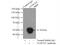 NudC Domain Containing 3 antibody, 11764-1-AP, Proteintech Group, Immunoprecipitation image 