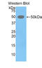 Left-right determination factor 1 antibody, LS-C295112, Lifespan Biosciences, Western Blot image 