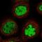 REC8 Meiotic Recombination Protein antibody, NBP1-87145, Novus Biologicals, Immunofluorescence image 