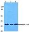 Peroxisomal Biogenesis Factor 11 Beta antibody, LS-B12070, Lifespan Biosciences, Western Blot image 