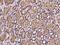 p50 dynamitin antibody, 200715-T10, Sino Biological, Immunohistochemistry paraffin image 