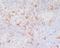 CD11C antibody, M00357-1, Boster Biological Technology, Immunohistochemistry frozen image 