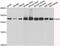 AU RNA Binding Methylglutaconyl-CoA Hydratase antibody, abx006943, Abbexa, Western Blot image 