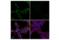 SET Domain Containing 2, Histone Lysine Methyltransferase antibody, 89680S, Cell Signaling Technology, Immunofluorescence image 