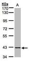 Phosphoribosyl Pyrophosphate Synthetase Associated Protein 2 antibody, PA5-21847, Invitrogen Antibodies, Western Blot image 