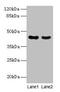 MAS1 Proto-Oncogene Like, G Protein-Coupled Receptor antibody, CSB-PA013506LA01HU, Cusabio, Western Blot image 