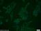 NGG1 Interacting Factor 3 Like 1 antibody, 10549-1-AP, Proteintech Group, Immunofluorescence image 