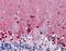 Cystathionine-Beta-Synthase antibody, LS-B6019, Lifespan Biosciences, Immunohistochemistry paraffin image 