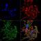 Gamma-Aminobutyric Acid Type B Receptor Subunit 1 antibody, MA5-27704, Invitrogen Antibodies, Immunofluorescence image 