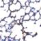 Transient Receptor Potential Cation Channel Subfamily C Member 6 antibody, 3897, ProSci, Immunohistochemistry frozen image 