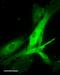 Oxytocin Receptor antibody, EB08990, Everest Biotech, Immunofluorescence image 