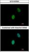 Four And A Half LIM Domains 5 antibody, GTX107031, GeneTex, Immunofluorescence image 