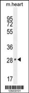 Vestigial Like Family Member 2 antibody, 55-448, ProSci, Western Blot image 
