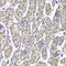 Malate Dehydrogenase 2 antibody, FNab05074, FineTest, Immunohistochemistry paraffin image 