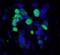 IgG Fab'2 antibody, A120-212D2, Bethyl Labs, Immunofluorescence image 
