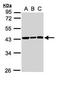 SMYD Family Member 5 antibody, GTX110518, GeneTex, Western Blot image 