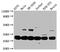 14-3-3 protein epsilon antibody, CSB-PA026287DA01HU, Cusabio, Western Blot image 