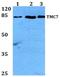 Elongation Factor 1 Homolog antibody, PA5-75642, Invitrogen Antibodies, Western Blot image 