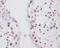 Fibrillarin antibody, M03178, Boster Biological Technology, Immunohistochemistry frozen image 