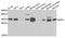 NSF Attachment Protein Alpha antibody, A7946, ABclonal Technology, Western Blot image 