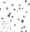 Lymphocyte Activating 3 antibody, RF16089, ProSci, Immunocytochemistry image 