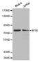 Transcriptional activator Myb antibody, STJ111183, St John
