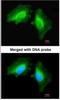 Misshapen Like Kinase 1 antibody, NBP1-32766, Novus Biologicals, Immunofluorescence image 