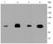 Heat Shock Protein Family A (Hsp70) Member 8 antibody, NBP2-67335, Novus Biologicals, Western Blot image 