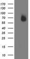 Interferon Regulatory Factor 6 antibody, MA5-25655, Invitrogen Antibodies, Western Blot image 