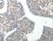 ABI Family Member 3 Binding Protein antibody, LS-C405849, Lifespan Biosciences, Immunohistochemistry frozen image 