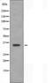Opioid Receptor Delta 1 antibody, orb227543, Biorbyt, Western Blot image 
