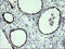 Indoleamine 2,3-Dioxygenase 1 antibody, LS-C788192, Lifespan Biosciences, Immunohistochemistry paraffin image 