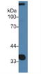 Cellular Communication Network Factor 3 antibody, LS-C704561, Lifespan Biosciences, Western Blot image 