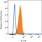 Interleukin 1 Receptor Type 1 antibody, AF269, R&D Systems, Western Blot image 